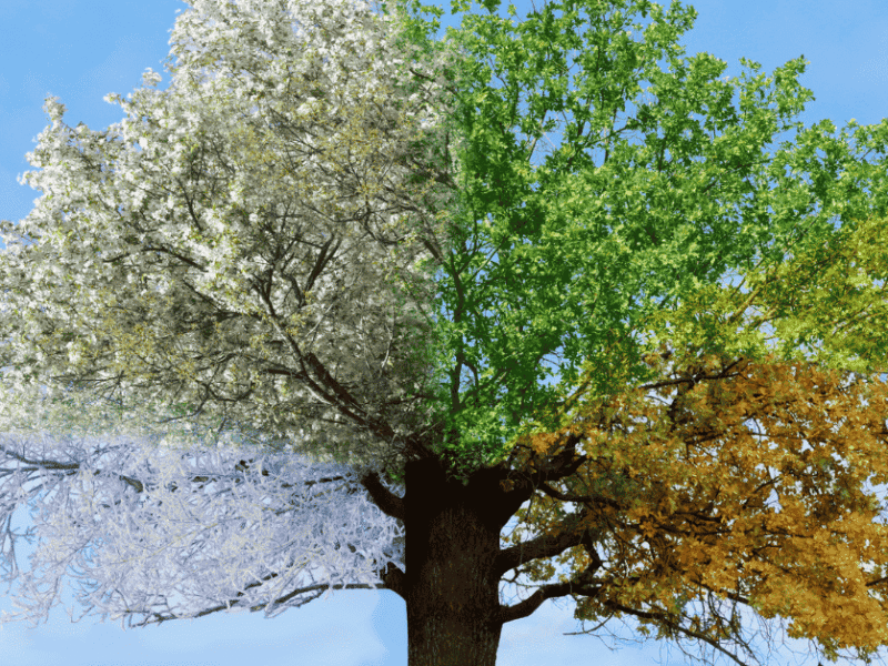 Summer vs. Winter: Does Weather Affect Wound Healing?